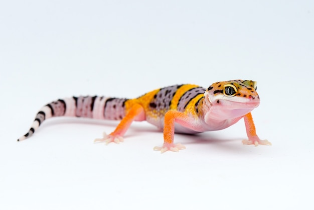 leopard gecko on white background