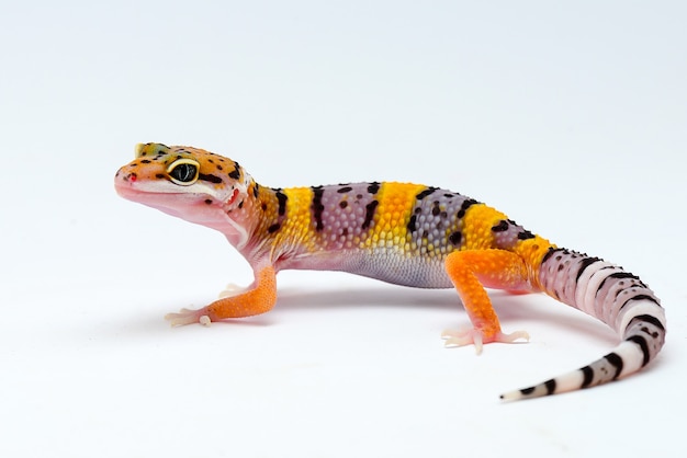 leopard gecko on white background