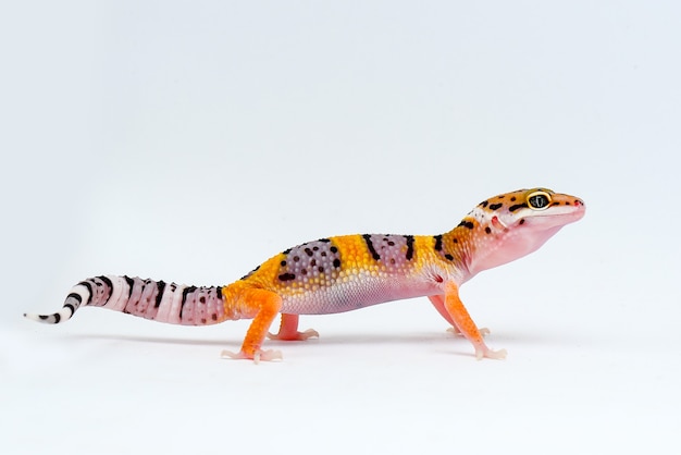 leopard gecko on white background