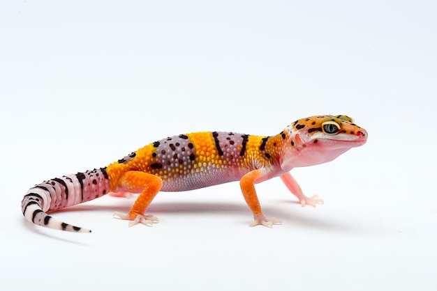 leopard gecko on white background