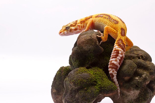 Leopard Gecko on white background