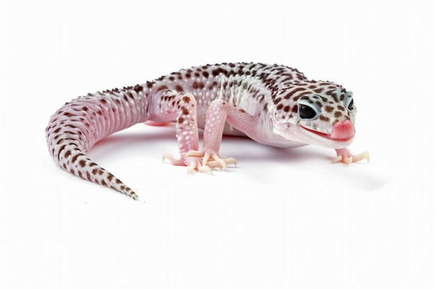 A leopard gecko with a pink nose.