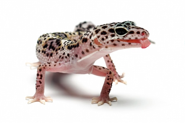 A leopard gecko with a pink tongue sticking out