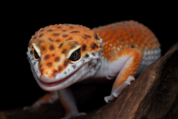 Leopard gecko on wood on black