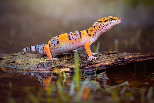 Leopard Gecko on wood in a tropical forest