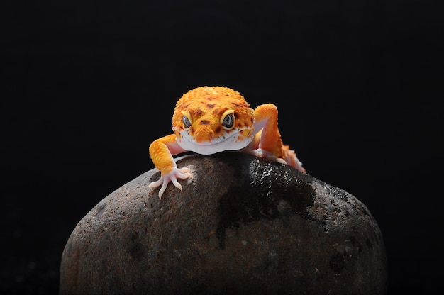 leopard gecko