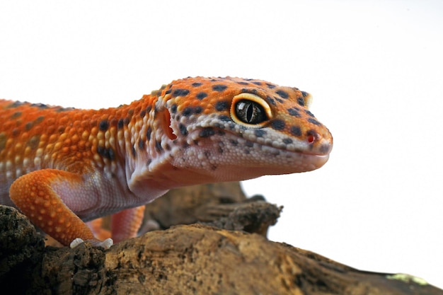 Leopard geckol closeup head on wood leopard gecko lookong for prey