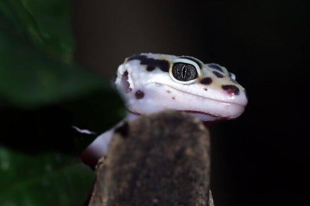 Leopard geckol closeup head on wood leopard gecko lookong for prey