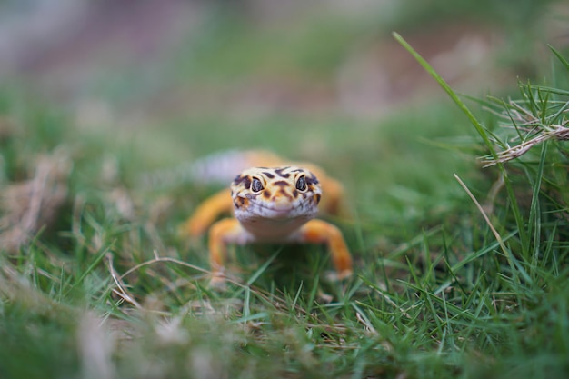 ヒョウモントカゲモドキは飼育員がユニークなペットを飼うための素晴らしい仲間です彼らはとてもお手入れが簡単です