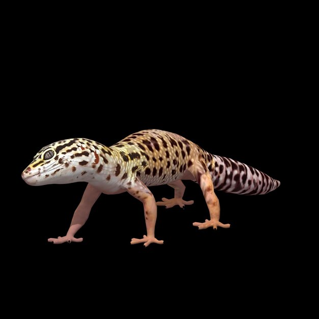 Foto leopard gekko