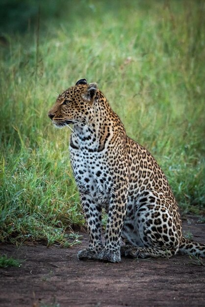 Foto leopardo su un terreno erboso