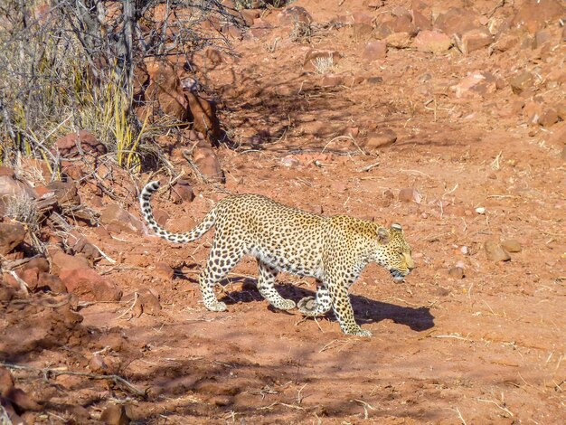 Leopard in Namibië