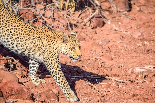 Leopard in Namibië