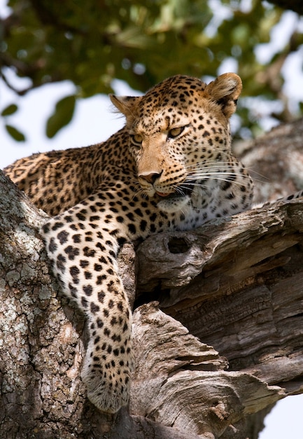 Leopard is lying on a tree. National Park. Kenya. Tanzania. Maasai Mara. Serengeti.