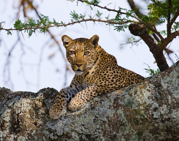 Leopard is lying on a tree. National Park. Kenya. Tanzania. Maasai Mara. Serengeti.