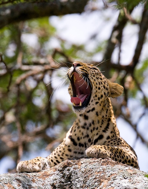 Леопард лежит на дереве и зевает