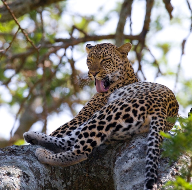 Леопард лежит на дереве