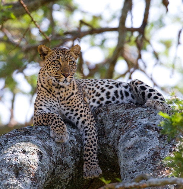 Leopard is lying on a tree