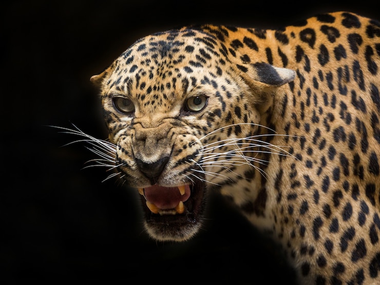 Leopard is roaring on black.