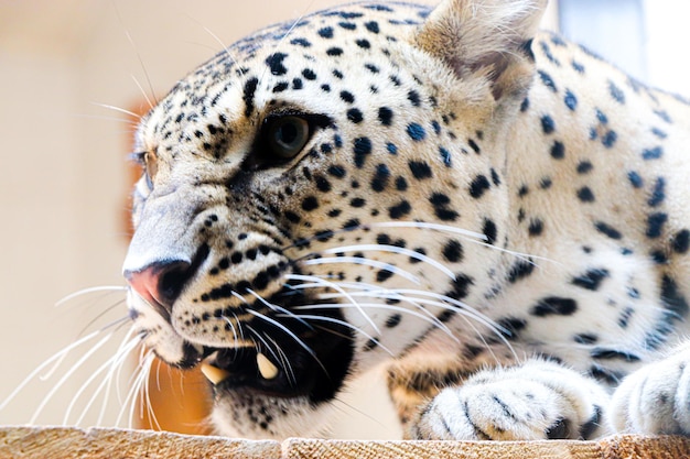 A leopard is seen in a zoo in the city of cairo.