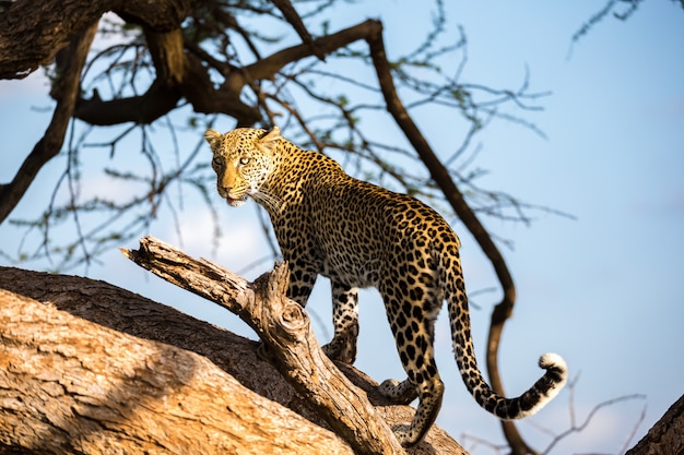 A leopard is walking up and down the tree on its branches