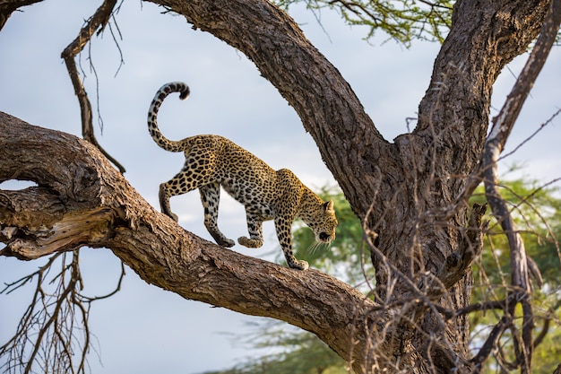 Photo a leopard is walking up and down the tree on its branches