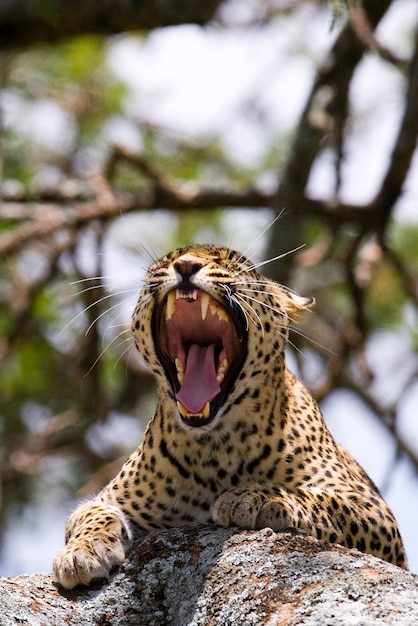 Leopard ligt op een boom en gaapt. Nationaal Park. Kenia. Tanzania. Maasai Mara. Serengeti.