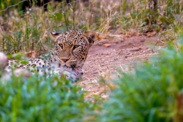 Foto leopard ligt op het veld in het bos