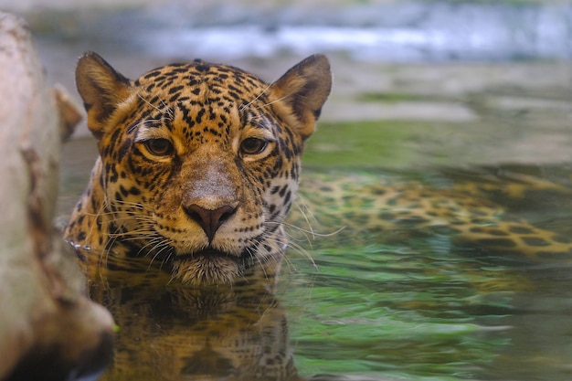 水の中を見てヒョウ