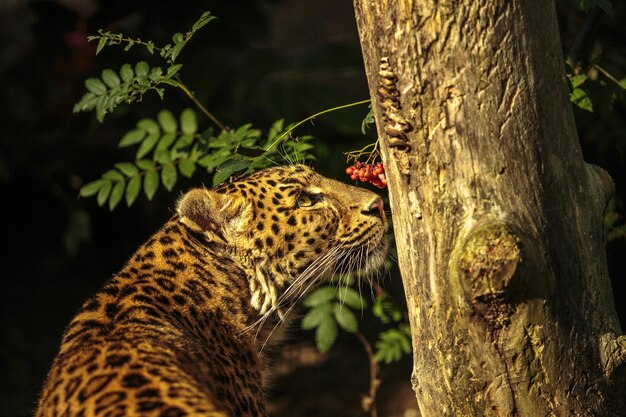 Foto leopardo che guarda un albero nella foresta