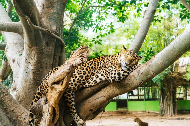 leopard lying on wood