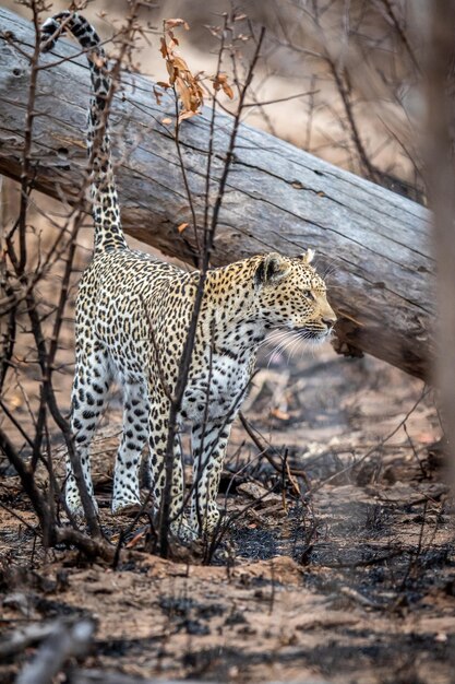 写真 南アフリカのクルーガー国立公園の枯れた木に領土をマークしているヒョウ