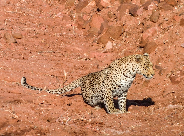 ナミビアのヒョウ