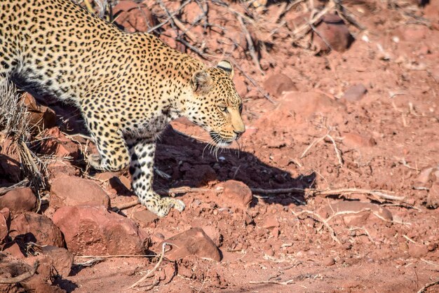 Leopard in Namibia