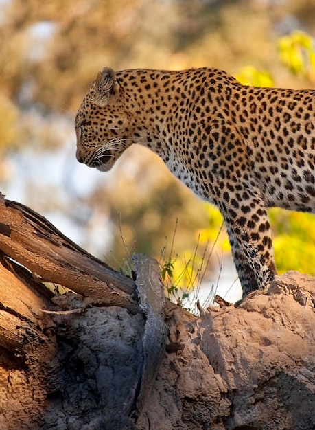 Leopard Okavango Delta Botswana