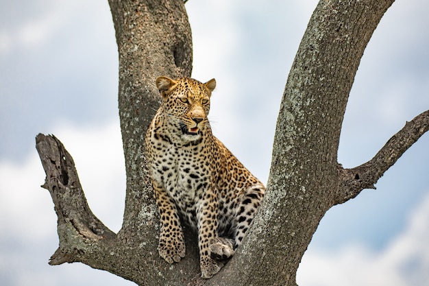 写真 木の上のヒョウ