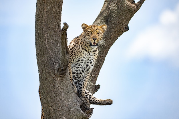 写真 木の上のヒョウ