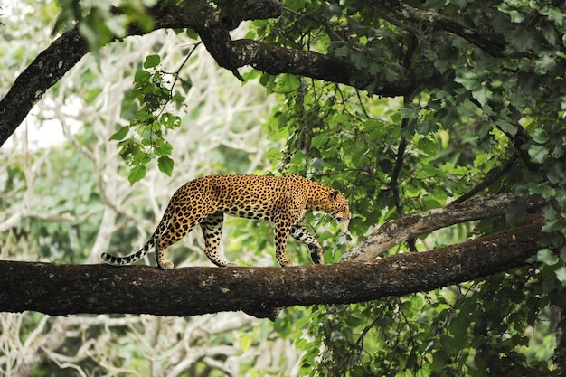 Leopard op boomtak