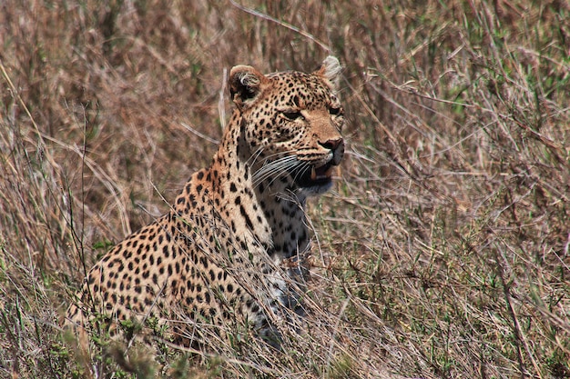 Leopard op safari in Kenia en Tanzania, Afrika