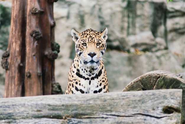 Leopard pantera padus kotiya nella roccia