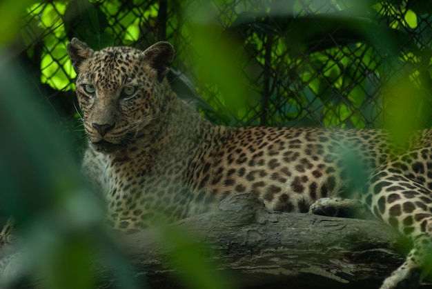 Leopardo, pardus della panthera, grande gatto macchiato che si trova sull'albero nell'habitat della natura, tailandia