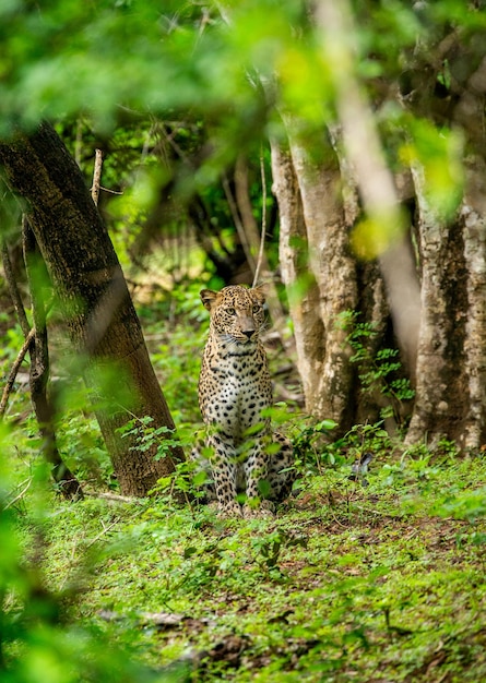 写真 ヤラ国立公園スリランカのヒョウ パンテーラ pardus kotiya