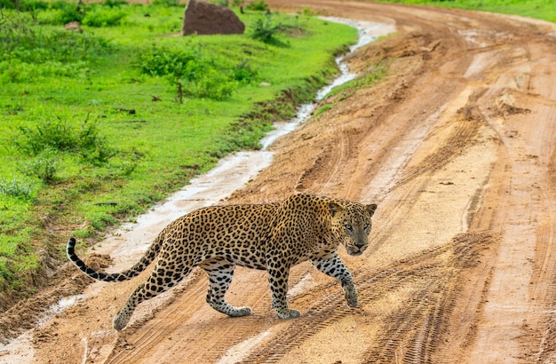 Leopard Panthera pardus kotiya переходит дорогу в Национальном парке Яла, Шри-Ланка.