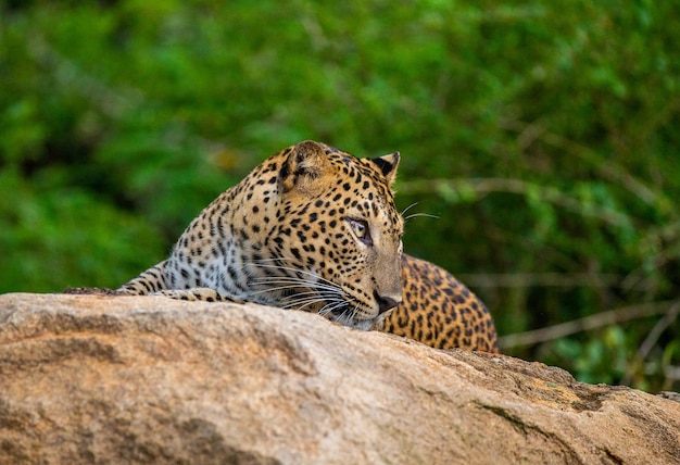 Leopard Panthera pardus kotiya는 Yala National Park Sri Lanka의 큰 바위에 누워 있습니다.