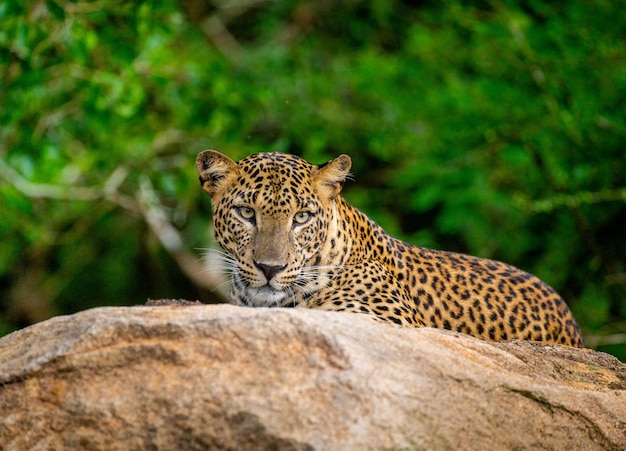 写真 ヒョウ パンテーラ pardus kotiya は、スリランカのヤーラ国立公園の大きな岩の上に横たわっています。