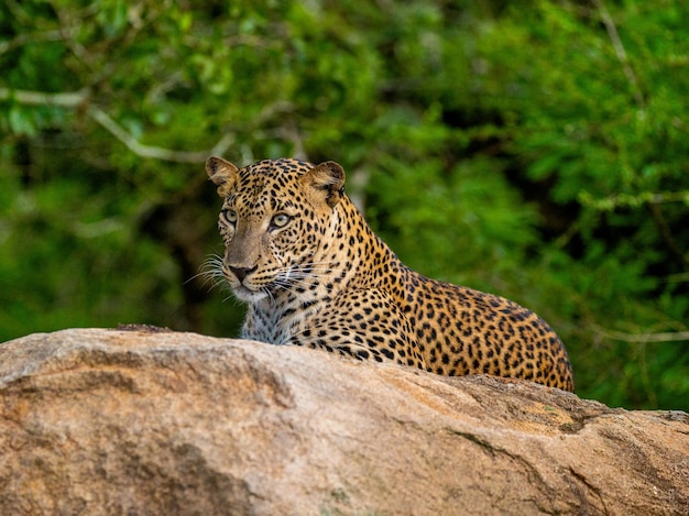 Фото leopard panthera pardus kotiya лежит на большой скале в национальном парке яла, шри-ланка.