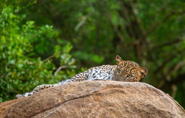 Foto leopard panthera pardus kotiya ligt op een grote rots in yala national park sri lanka