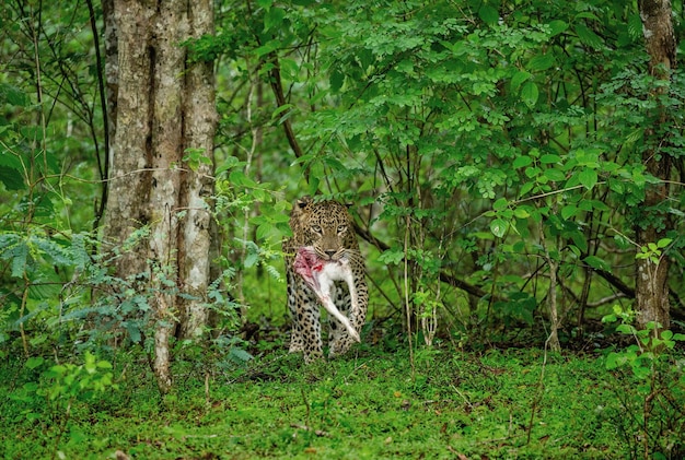 Фото leopard panthera pardus kotiya с добычей в джунглях шри-ланки национальный парк яла