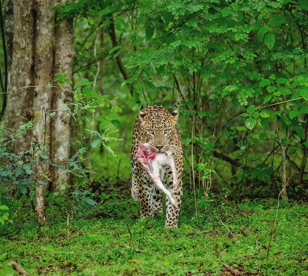 Фото leopard panthera pardus kotiya с добычей в джунглях шри-ланки национальный парк яла