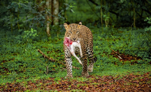 Фото leopard panthera pardus kotiya с добычей в джунглях шри-ланки национальный парк яла